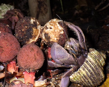 Cangrejo ermitaño de color púrpura dentro de una concha marina rayada, rodeado de hongos esféricos rojizos en un suelo oscuro