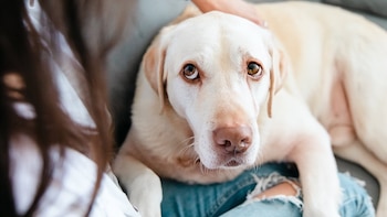 La zancada de un perro podría ser un signo temprano de demencia, según un estudio