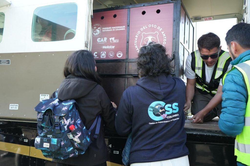 La liberación de Tamá se realizó con telemetría satelital y exámenes médicos especializados para garantizar su bienestar animal - crédito Parques Nacional Naturales de Colombia