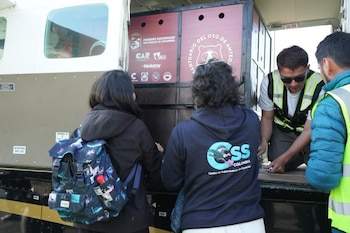 La liberación de Tamá se