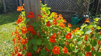 Un primer plano muestra una exuberante mata de flores de Capuchina de color naranja y rojo brillante con hojas verdes redondas, creciendo junto a un poste de madera.