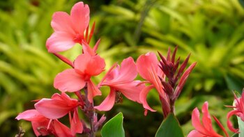 Las civilizaciones Chavín y Nazca