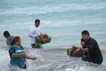 FOTO DE ARCHIVO: Imagen de referencia de una jornada masiva de limpieza en una playa llamada "Todos contra el sargazo". REUTERS/Paola Chiomante