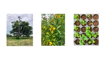 Festival Raizal: un oasis de arte, ciencia y naturaleza para toda la familia