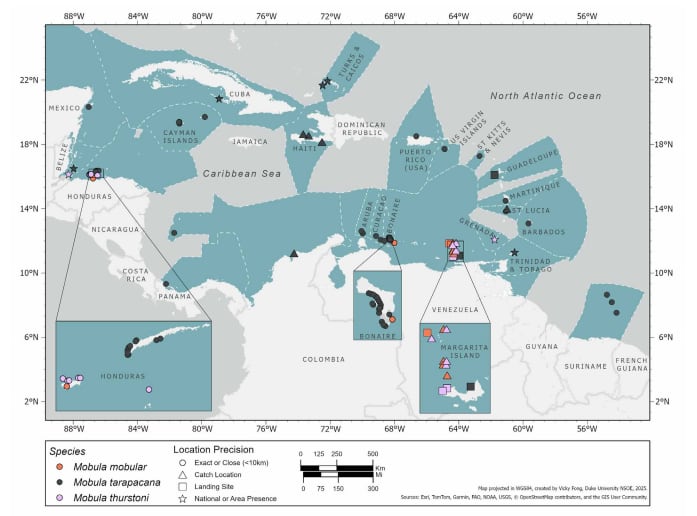 La investigación publicada en Endangered Species Research analizó a Mobula tarapacana, Mobula mobular y Mobula thurstoni y reunió 970 avistamientos de 1.866 individuos (Gentileza, estudio Distribución de tres especies de rayas mobúlidas, publicado en Endangered Species Research)