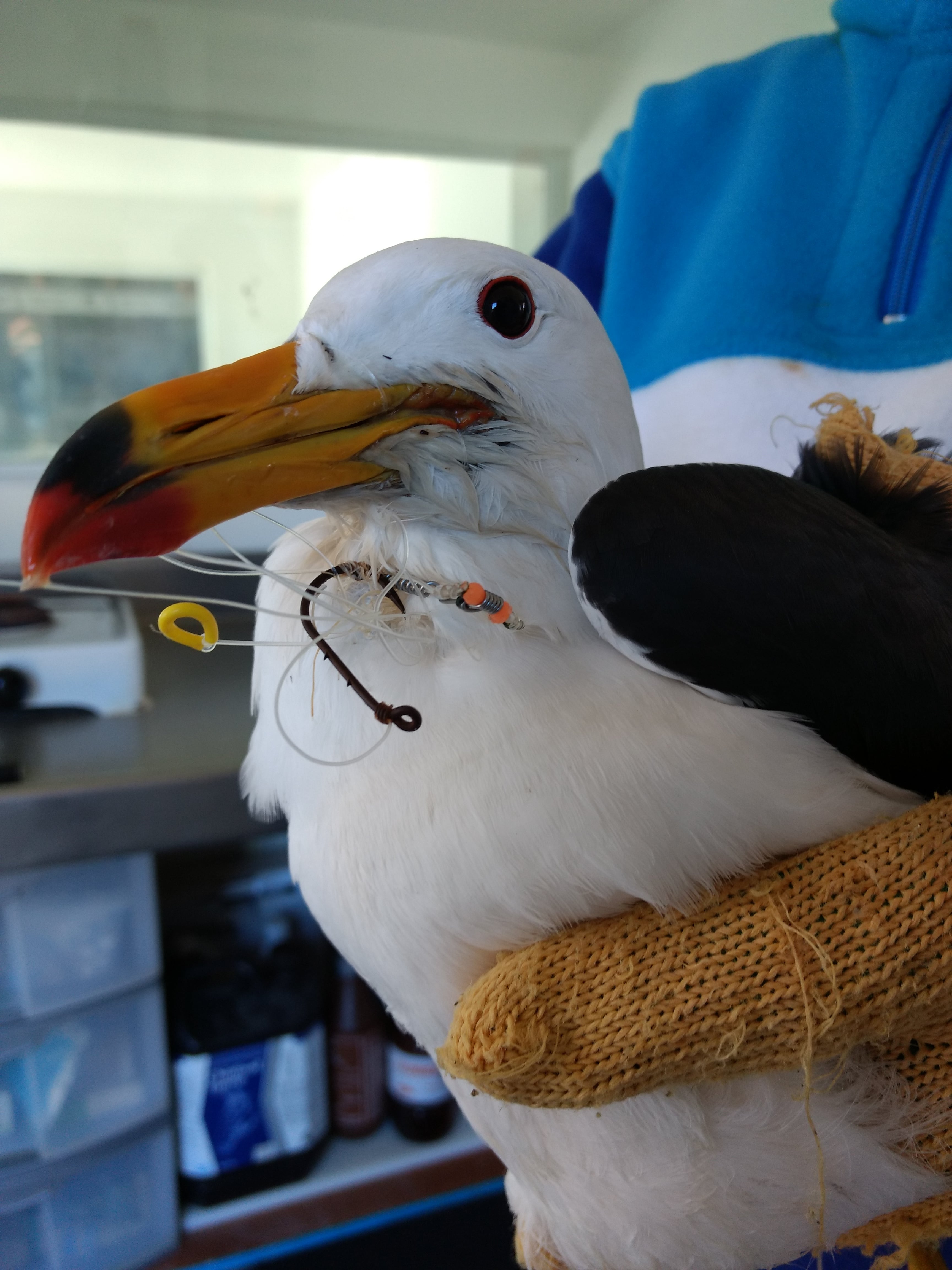 Los microplásticos y macroplásticos ponen en riesgo a tortugas, aves y mamíferos marinos