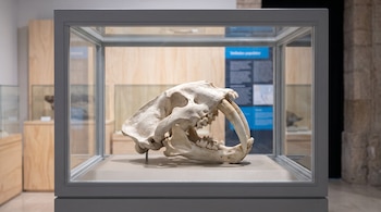 Cráneo fósil de Smilodon populator dentro de una vitrina de vidrio con base neutra, con colmillos largos y curvados. Fondo desenfocado de sala de museo.