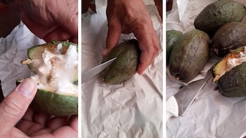 Virales- paltas- palo borracho