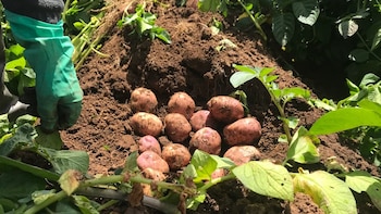 Con eso se busca estimular