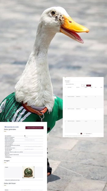 um pato branco com bico laranja e agasalho verde; detalhes de registro de marca registrada de três caixas de texto para