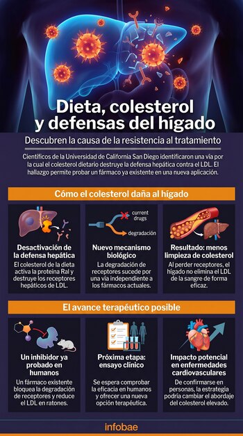 Ilustración de un hígado azul con esferas anaranjadas. Infografía con tres secciones de texto e iconos sobre colesterol, defensas hepáticas y tratamiento.