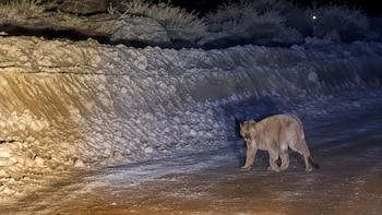 Por las nevadas, algunos animales bajan a las rutas en busca de alimento en San Juan