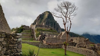 Machu Picchu: el histórico árbol