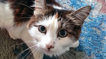 Los gatos pueden preferir ciertas