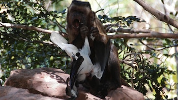 Monos capuchinos cazan más cuando escasean las frutas y el hallazgo aporta pistas sobre la evolución humana