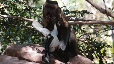 Capuchinos cazan más cuando falta fruta y el hallazgo ilumina la evolución humana