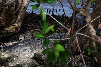 Un cazador de caimanes fue