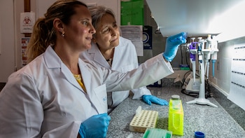 Estudian test rápido para detectar la infección por el “hongo del polvo” que afecta a las personas y a los perros en América