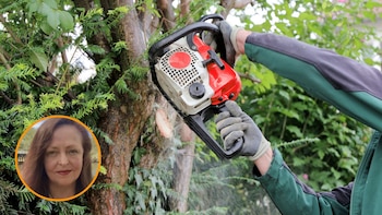 Un hombre corta un árbol