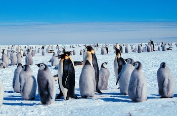 Decenas de pingüinos emperador adultos y crías permanecen sobre una superficie cubierta de nieve bajo un cielo azul