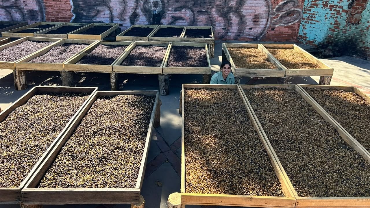 Tras el impacto de la roya y la presión de los precios, Daniella Boza impulsó procesos propios, ventas directas y envíos de microlotes hacia compradores de cuatro continentes (Foto cortesía Ritual Púrpura)