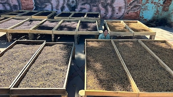 El salto al café de especialidad: De la crisis a una marca de exportación salvadoreña