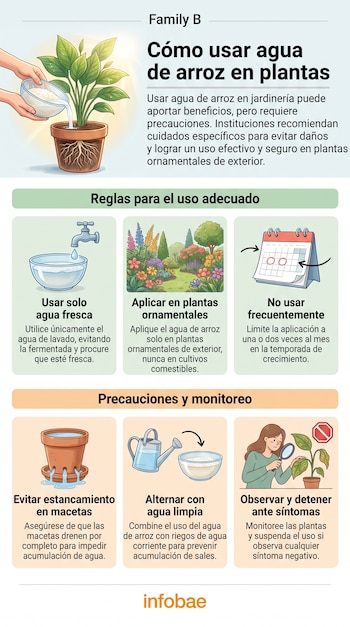 Infografía sobre el uso de agua de arroz en plantas ornamentales, con seis ilustraciones de reglas y precauciones. Muestra macetas, agua, calendario y personas.