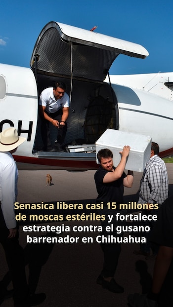 Senasica libera cerca de 15 millones de moscas estériles contra gusano barrenador en Chihuahua.
Crédito: X/ @Agricultura_mex