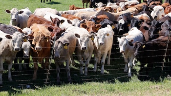 Por alerta de gripe aviar,