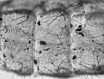El estudio publicado en PNAS