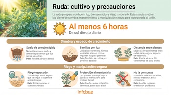 Infografía con una planta de ruda en la parte superior e ilustraciones explicativas sobre sol, tierra, riego y normas de seguridad en el manejo.