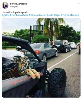 Foto: Bryssa Zambada tigre /