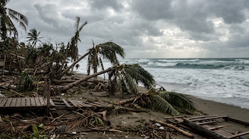 Palmeras inclinadas y caídas sobre la arena junto a restos de tablas de madera, vegetación y olas bajo un cielo gris.
