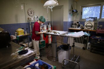 Una veterinaria opera a un