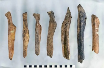 Fragmentos de huesos largos de vaca, alineados sobre una superficie clara junto a una escala de medición