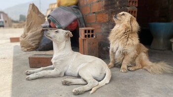 Alrededor de 20 mascotas han