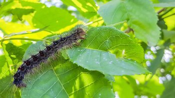 Una oruga de polilla gitana.