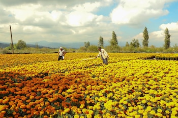 De las 58 especies de