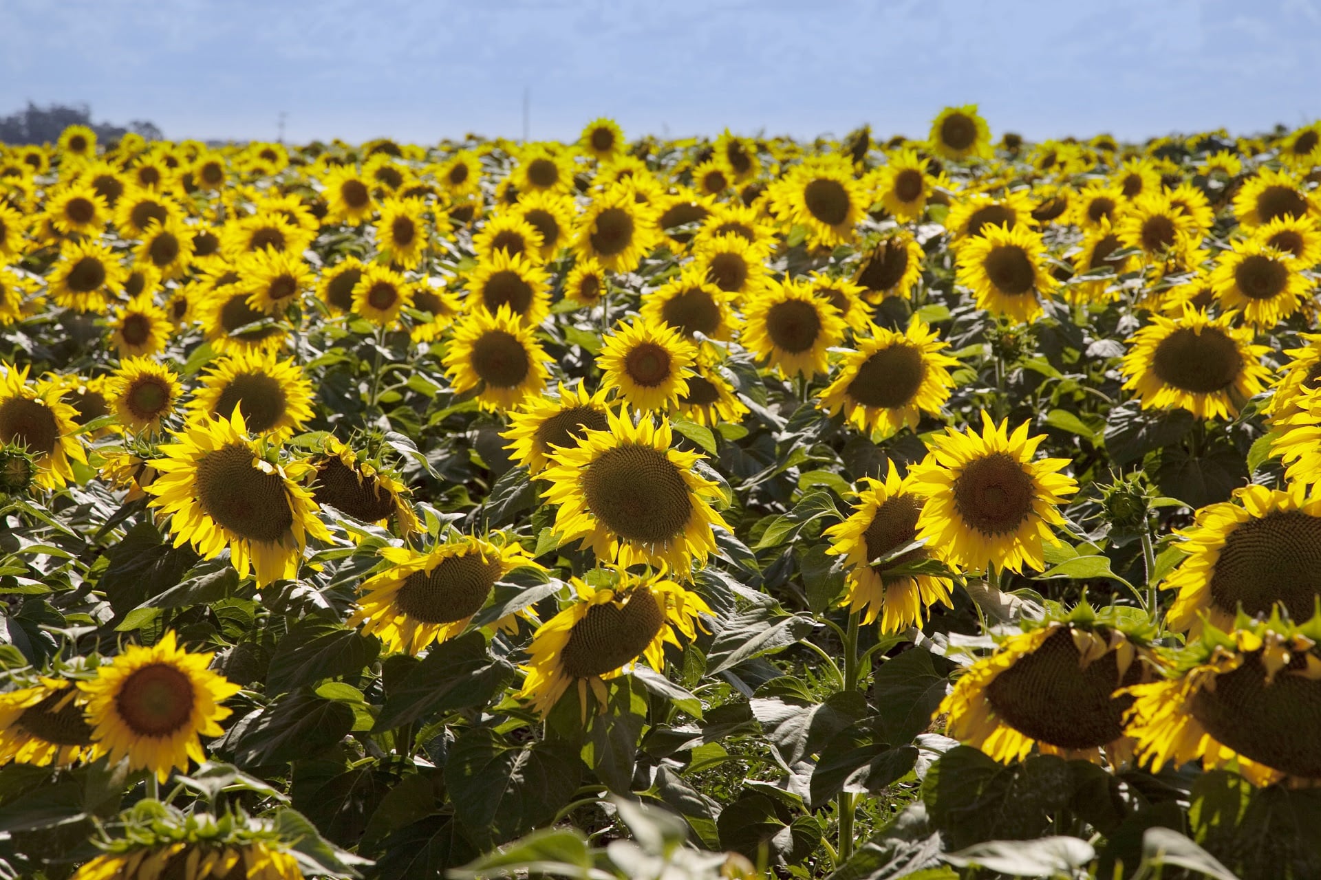 El mes de abril se caracterizó por un crecimiento de arribo de camiones de maíz y girasol
