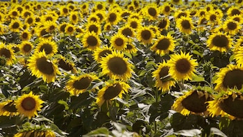 Los mejores rindes en girasol impulsan la cosecha y elevan la proyección de producción