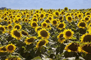 Cultivo de girasol