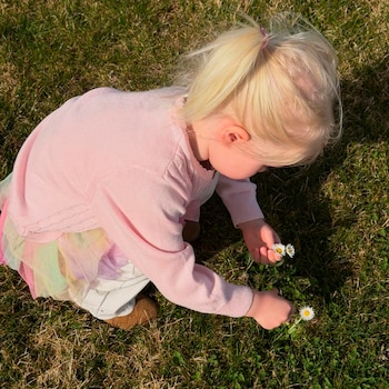 Niña pequeña rubia con coleta, suéter rosa y falda colorida, agachada en el césped verde, recogiendo margaritas blancas con sus manos