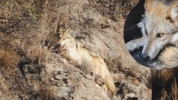 Liberan tres lobos mexicanos en Chihuahua en coordinación con Estados Unidos, buscan recuperar a la especie