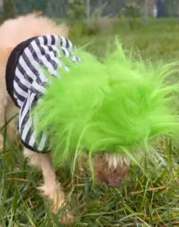 Luna, perros, razas de perros, mascotas, animales, sacrificio, eutanasia, sorpresa