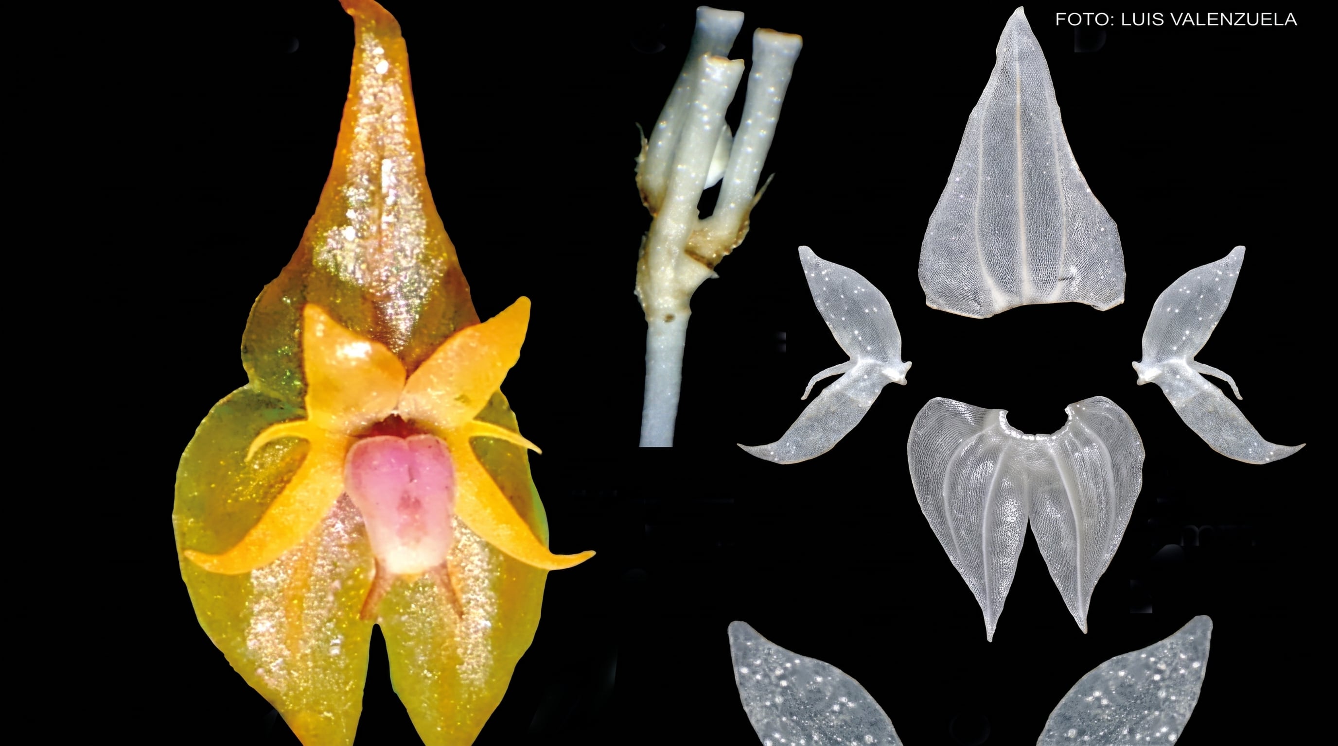 La orquídea Lepanthes ashaninka se presenta con su estructura floral y partes disecadas en un fondo oscuro.