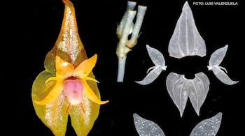 Primer plano de una flor de orquídea amarilla con centro rosado, tallos blancos y pétalos transparentes disecados, sobre fondo negro. Crédito fotográfico