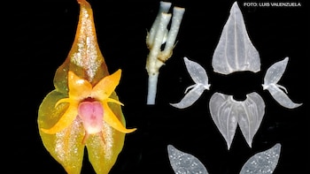 Orgullo peruana: descubren nueva especie de orquídea en Oxapampa y la nombran en honor al pueblo Asháninka