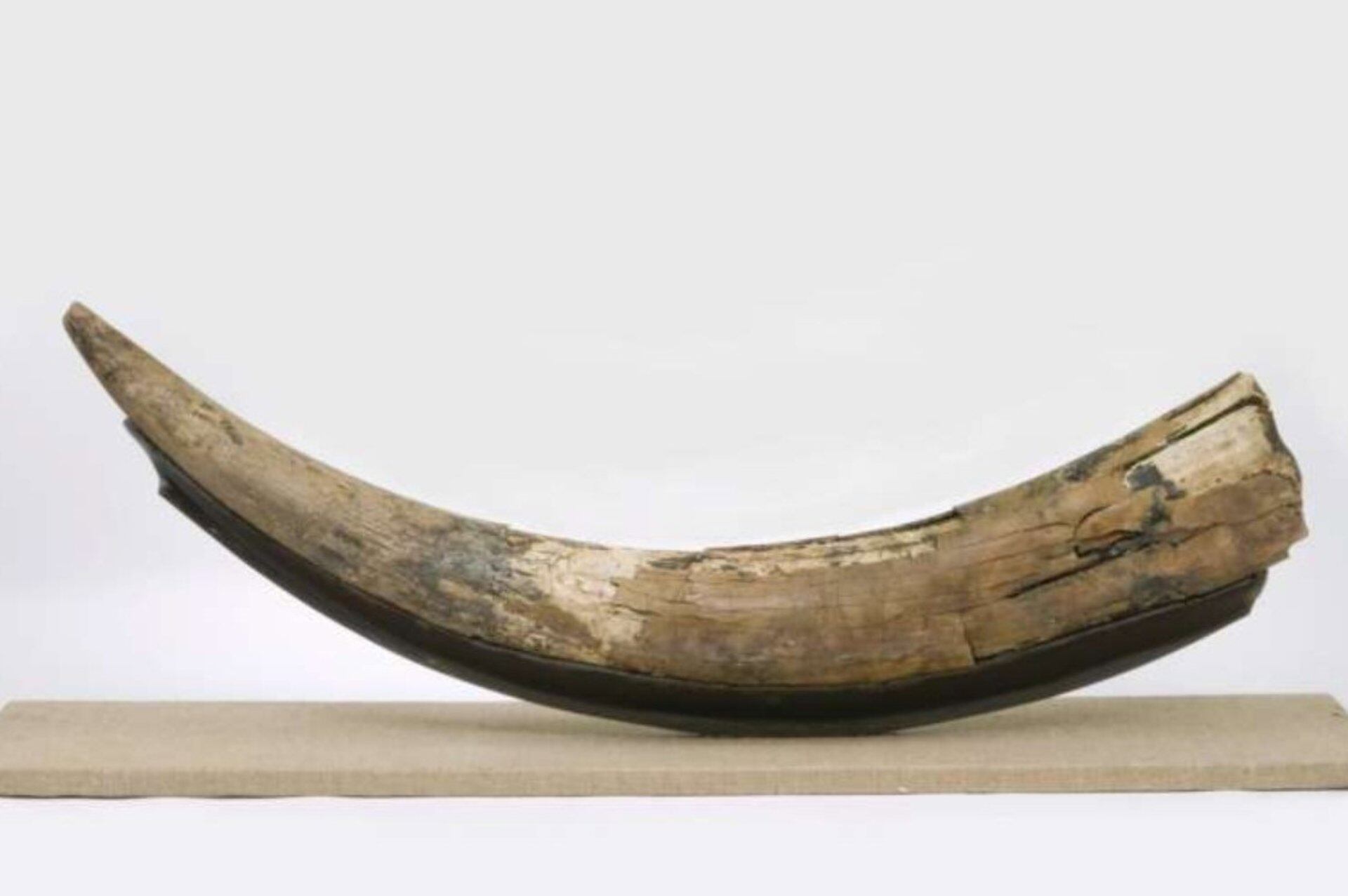Un colmillo de mastodonte datado en aproximadamente 178,000 años, que fue encontrado en un banco de yeso en Nueva Escocia/ Museo de Nueva Escocia