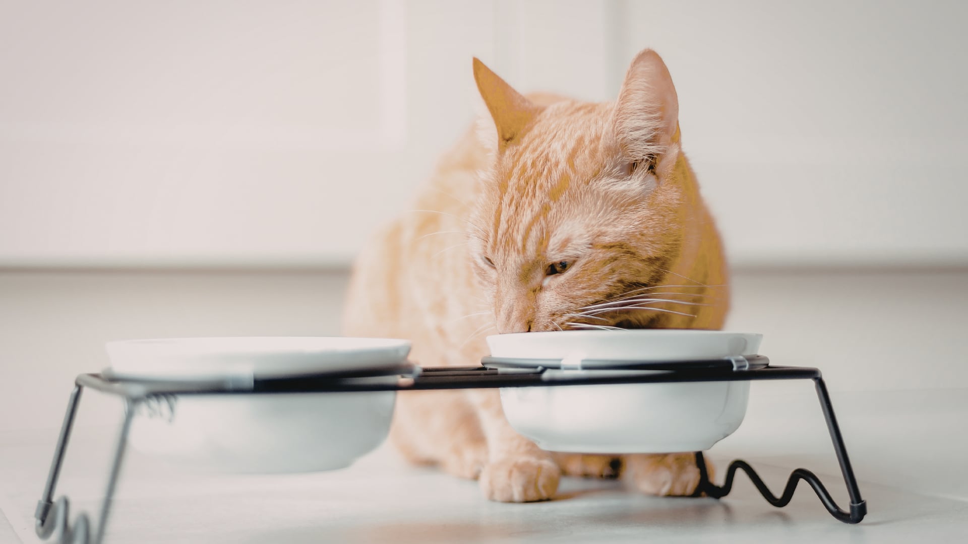Un gato naranja comiendo del comedero. (Canva)