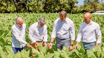 El sector tabacalero dominicano incrementó